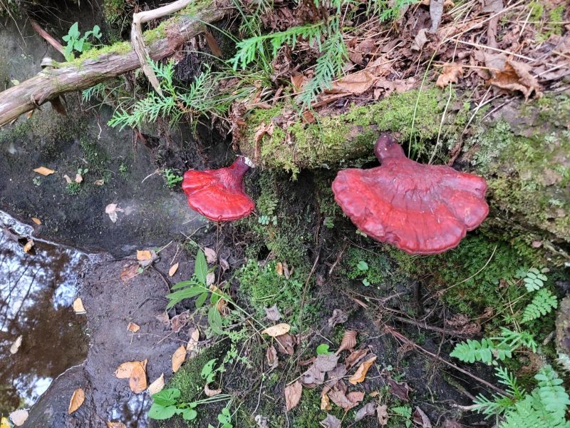 reishi